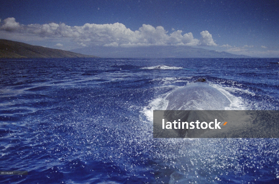 Grupo de ballenas jorobadas (Megaptera novaeangliae), Hawaii - aviso deberá acompañar la publicación