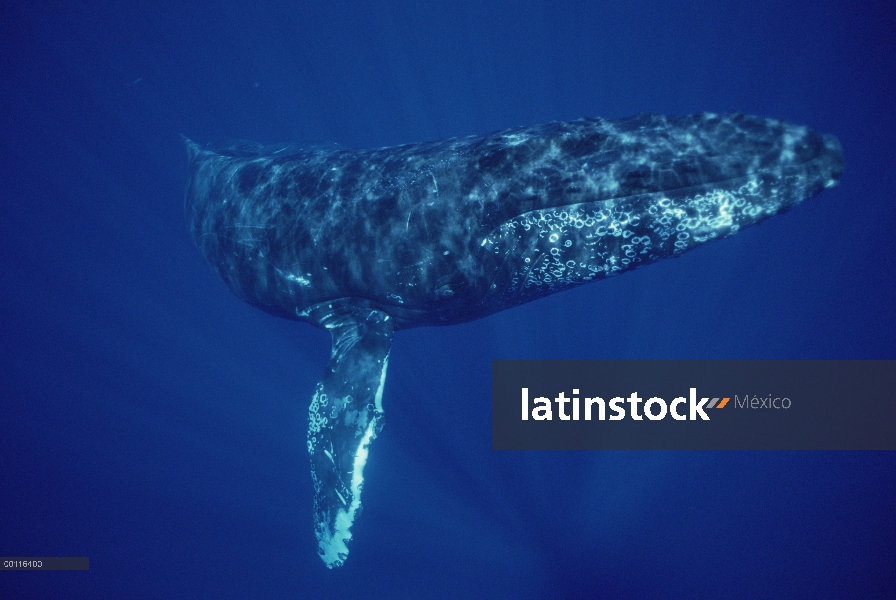 Ballena jorobada (Megaptera novaeangliae) cerrar, bajo el agua, Maui, Hawaii - aviso deberá acompaña