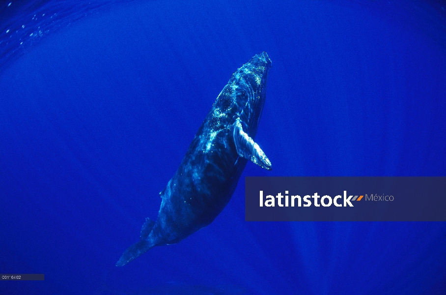 Ballena jorobada (Megaptera novaeangliae) nadar bajo el agua, Maui, Hawaii - aviso deberá acompañar 