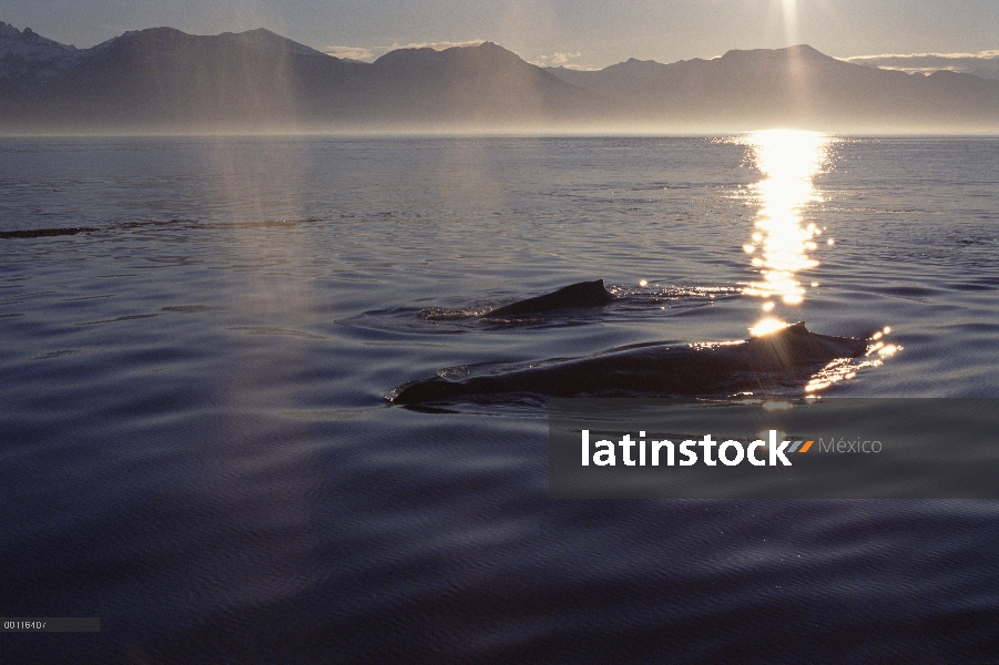 Ballena jorobada (Megaptera novaeangliae) par al atardecer, sureste de Alaska