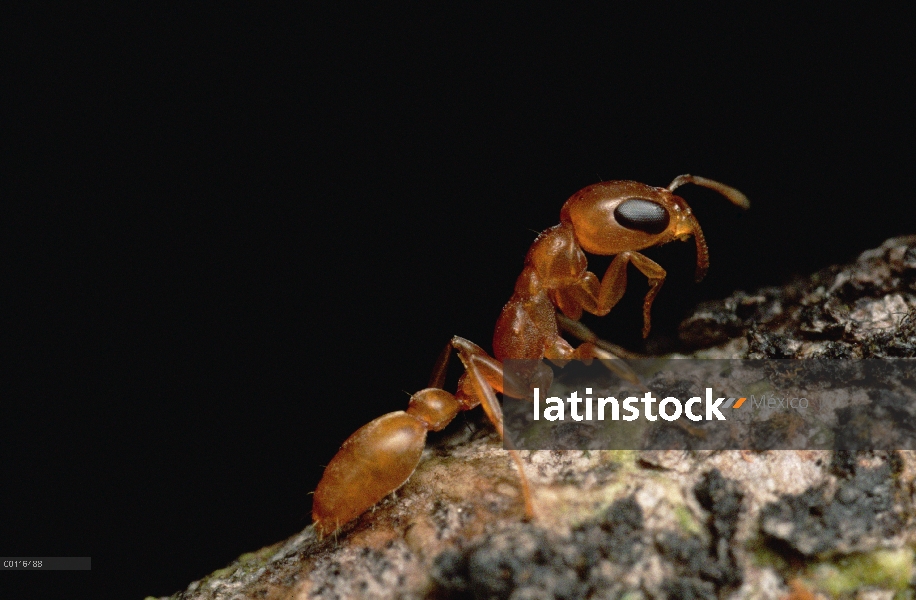 Retrato de la hormiga (Pseudomyrmex sp), close up, Sipapo Tepui, Venezuela