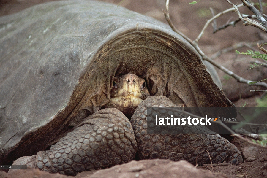 Tortuga vieja grande Pinzon Isla Tortuga (Chelonoidis nigra ephippium) descansando en la depresión d