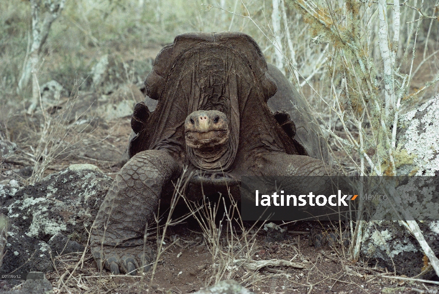 Gran varón Pinzon Isla Tortuga (ephippium de Chelonoidis nigra), Isla Pinzón, Islas Galápagos, Ecuad