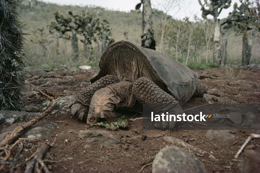 Macho de tortuga de la isla Pinzón (Chelonoidis nigra ephippium) comiendo Opuntia (Opuntia sp) cactu
