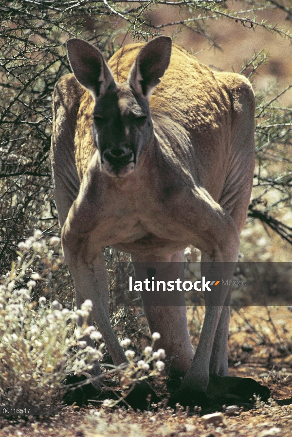 Canguro rojo (Macropus rufus), defecar, Australia