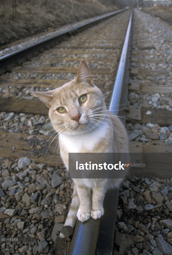 Gato de Tabby anaranjado llamado bolos, sentado sobre las vías del tren, viajaron 350 millas a campo