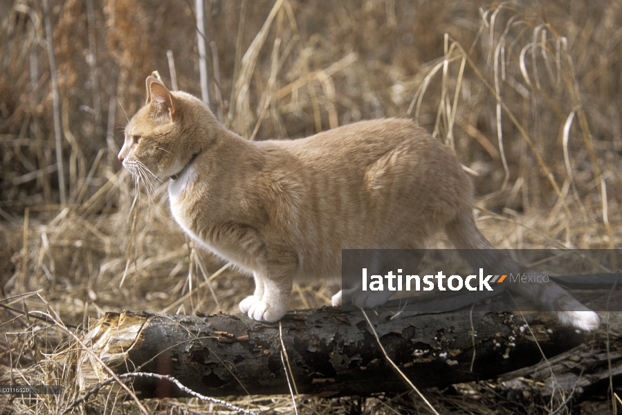 Gato de Tabby anaranjado llamado bolos, sobre registro, viajó 350 millas a campo traviesa para volve