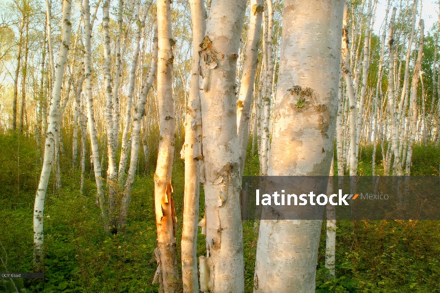 Abedul (Betula sp) iluminado Superior Nacional Bosque grove, Minnesota