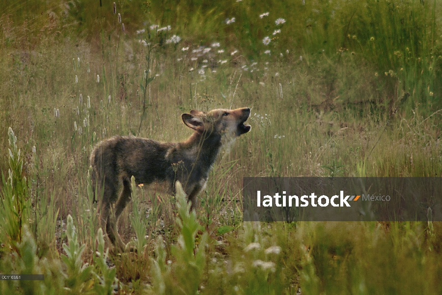 Cachorro de lobo (Canis lupus), aullidos, Minnesota