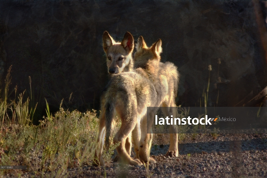 Cachorros de lobo (Canis lupus) desafiando a otros, Minnesota