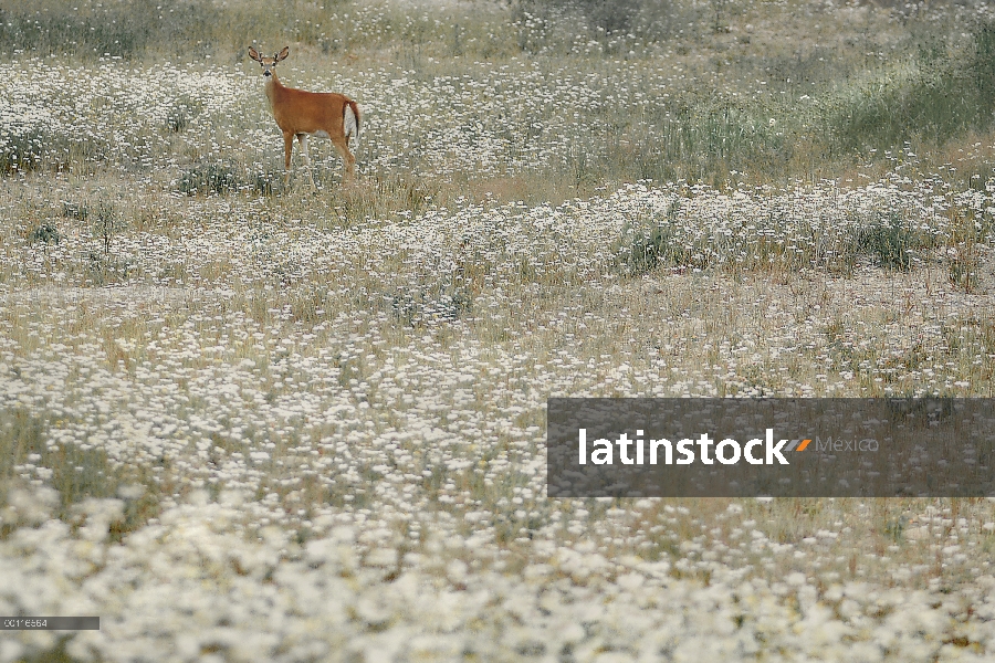 Blanco: venado cola (Odocoileus virginianus) en un prado lleno de margaritas, Minnesota