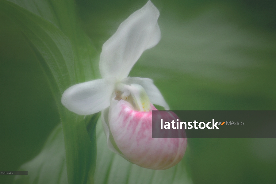 Orquídea llamativa zapatilla de Dama (Cypripedium reginae), Northwoods, Minnesota