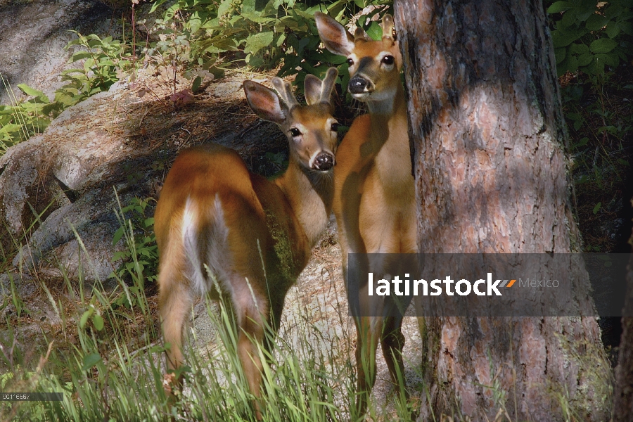 Venado de cola blanca (Odocoileus virginianus) bucks, Northwoods, Minnesota