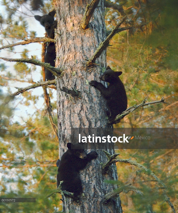 Negro cachorros de oso (Ursus americanus) en árbol, Northwoods, Minnesota