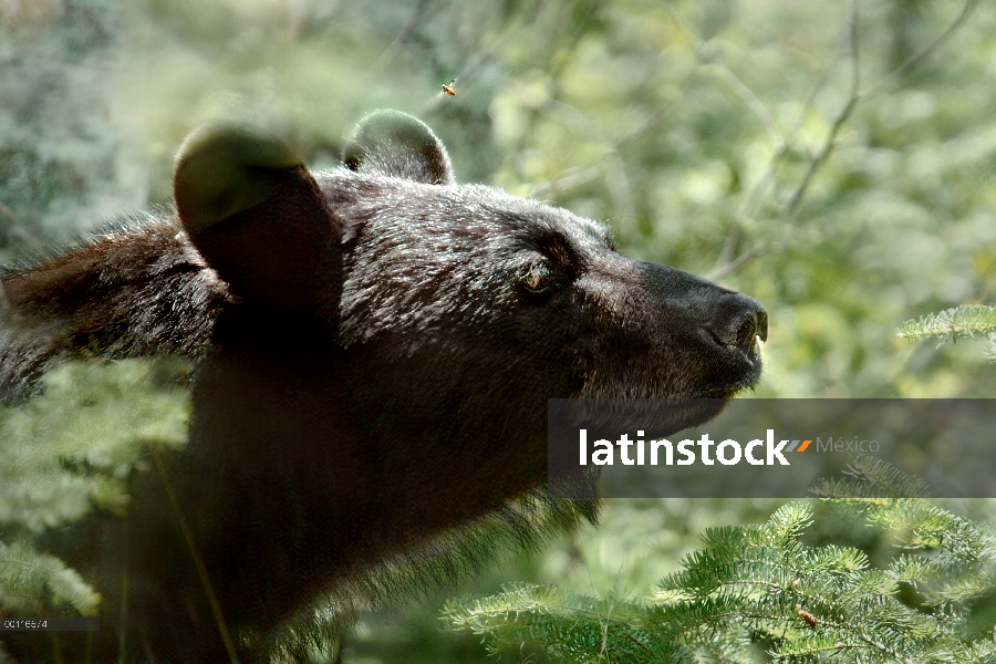 Oso negro (Ursus americanus) y la abeja, bosque del nacional de Superior, Minnesota