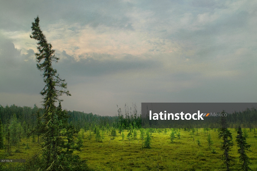 Bosque boreal y Prado en taiga, Northwoods, Minnesota