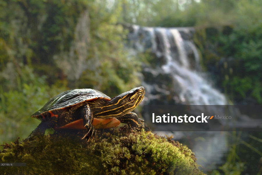 Tortuga pintada (Chrysemys picta) junto a la cascada, bosque del nacional de Superior, Minnesota