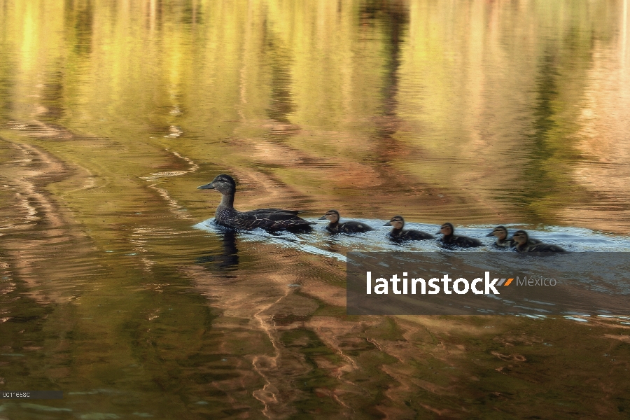 Pato negro americano (Anas rubripes) madre con cinco pollitos en el agua, Northwoods, Minnesota