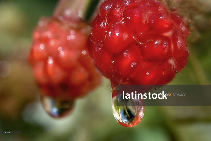 Zarza (Rubus sp), frambuesas con rocío gotas, Northwoods, Minnesota