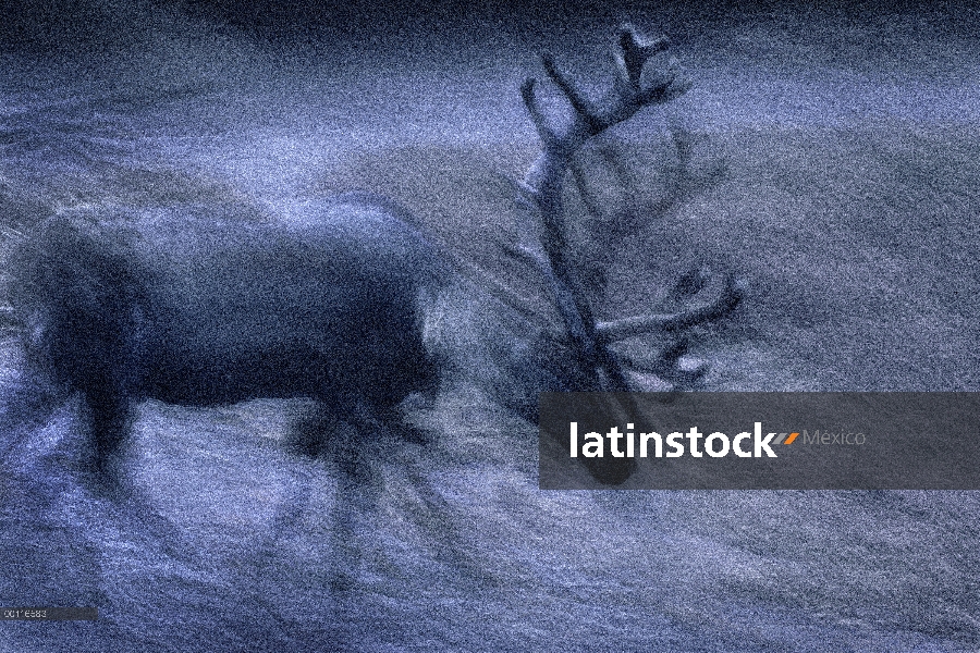 Bosque de caribú (Rangifer tarandus caribou) en movimiento, el zoológico de Minnesota, Minnesota