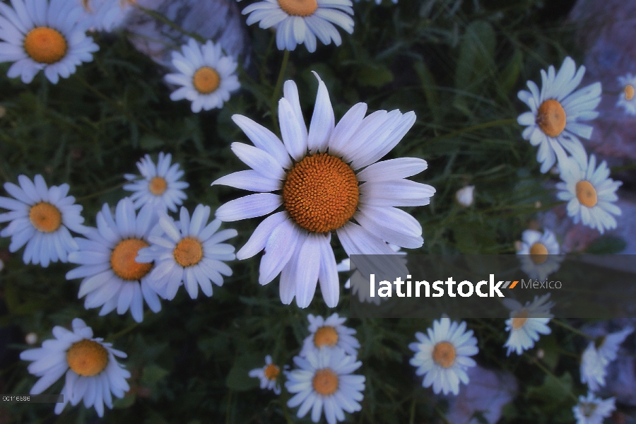 Campo Margarita (Leucanthemum vulgare), Northwoods, Minnesota