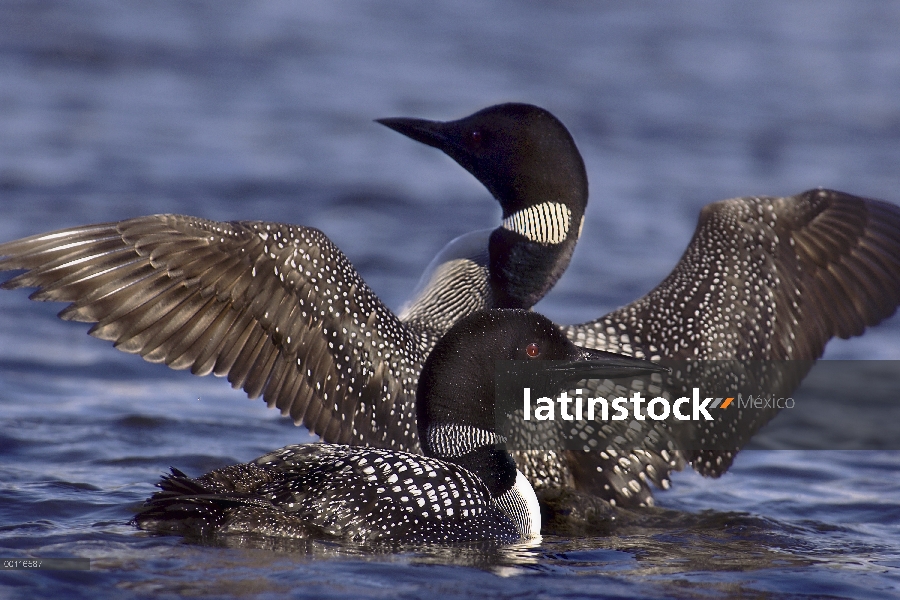 Común Loon (Gavia immer) par el cortejo bailando, Northwoods, Minnesota