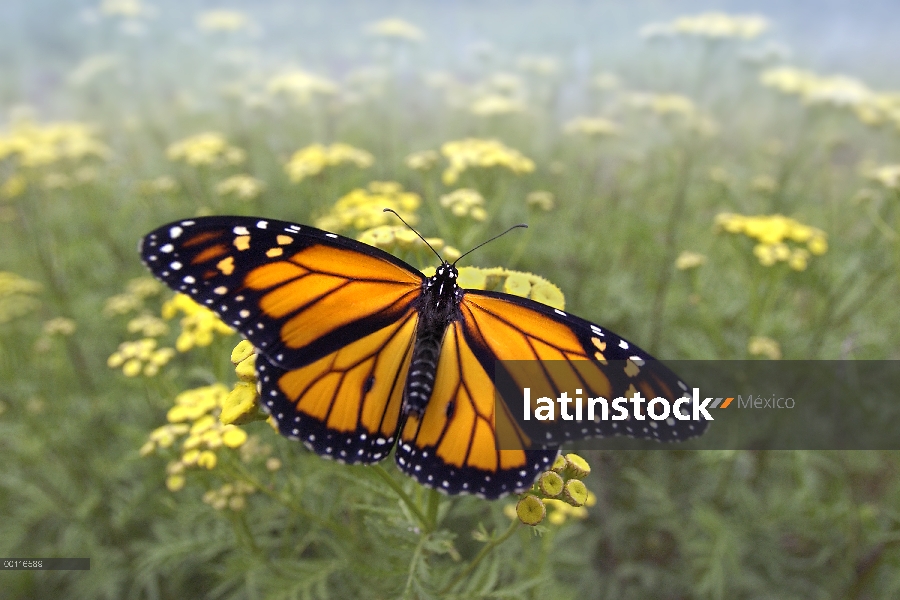 Mariposa monarca (Danaus plexippus), Minnesota