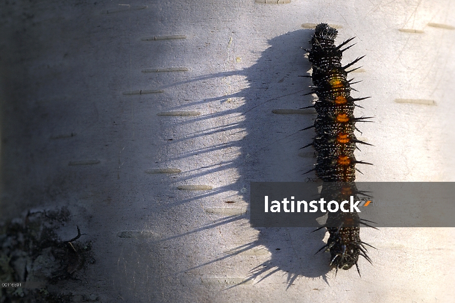 Caterpillar en abedul, Northwoods, Minnesota