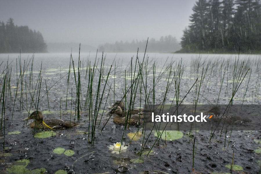 Grupo pato negro americano (Anas rubripes) en el lago en tormenta, Northwoods, Minnesota