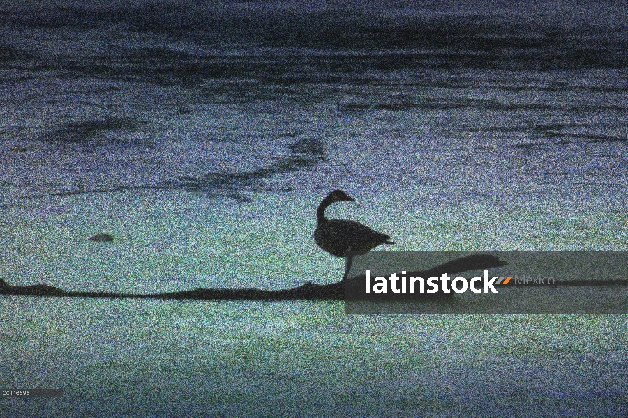 Silueta de Barnacla Canadiense (Branta canadensis), Minnesota