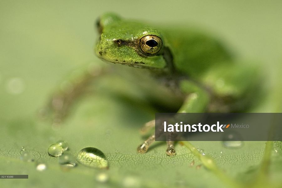 Rana (Hylidae) en la hoja, Minnesota