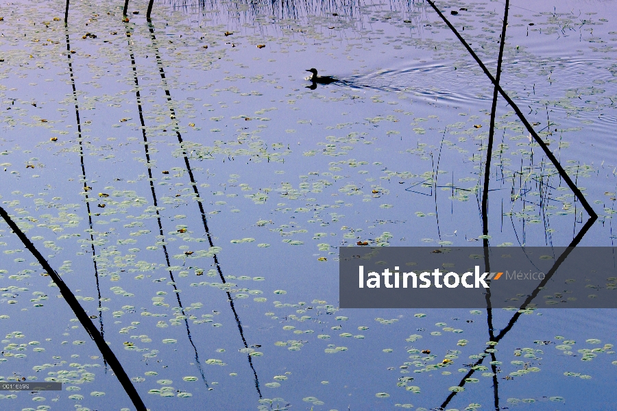 Común Loon (Gavia immer) nadando en medio de cañas en Novato lago, Minnesota Northwoods