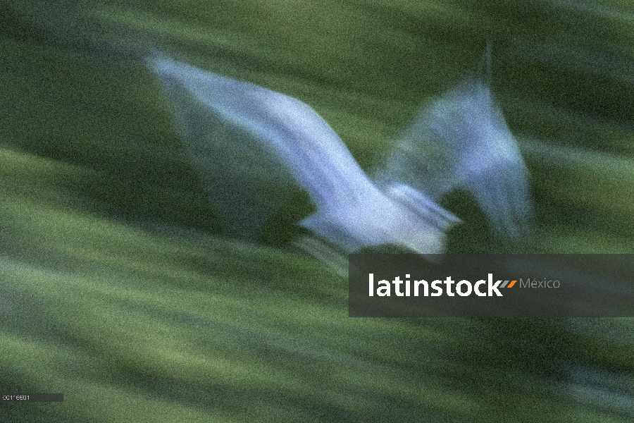 Garza de gran azul (Ardea herodias) volando, Northwoods, Minnesota