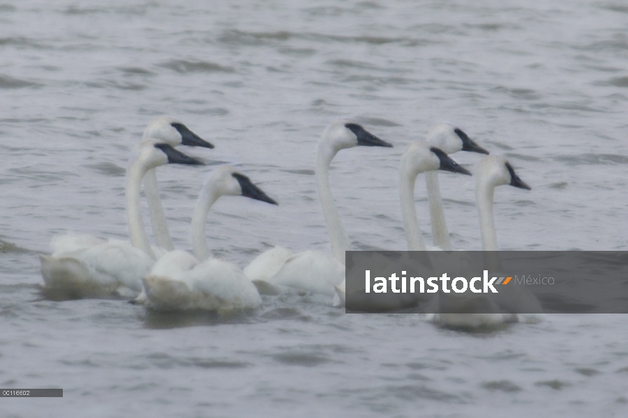 Grupo Cisne Trompetero (Cygnus buccinator) en agua, Minnesota