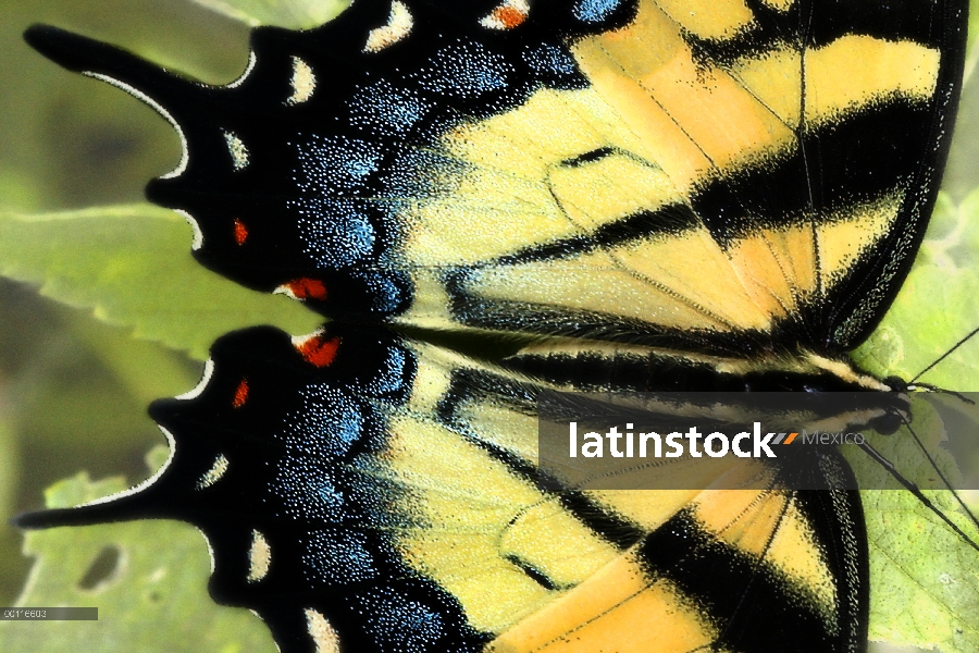 Mariposa cola de Golondrina (Papilio sp), Minnesota