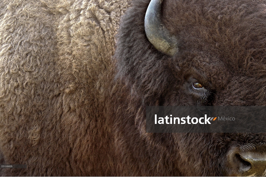 Macho de bisonte americano (Bison bison), Blue Mounds State Park, Minnesota