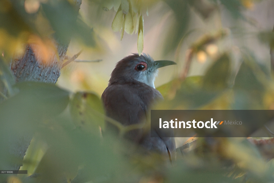 Black-billed Cuckoo (Coccyzus erythropthalmus) posado en árboles, Minnesota