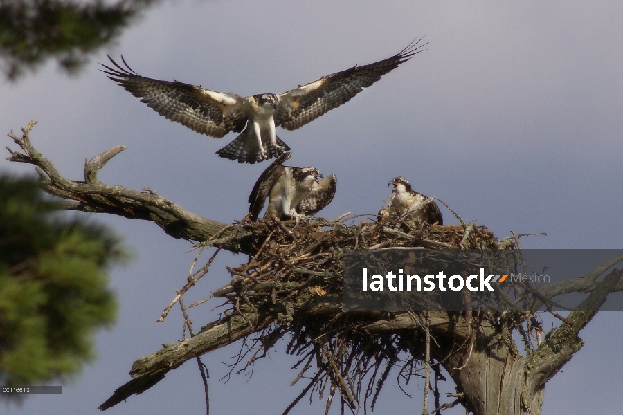 Águila pescadora (Pandion haliaetus) en el nido, Northwoods, Minnesota