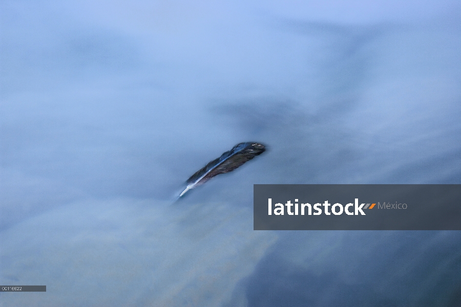 Pluma de cuervo (Corvus corax) comun flotando en el agua, Northwoods, Minnesota