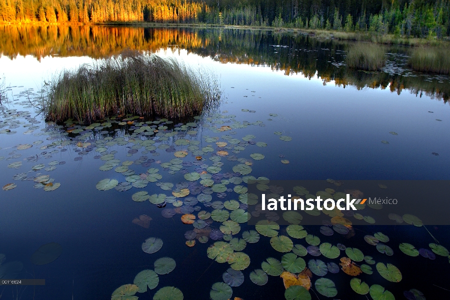 GEM Lake, Minnesota Northwoods