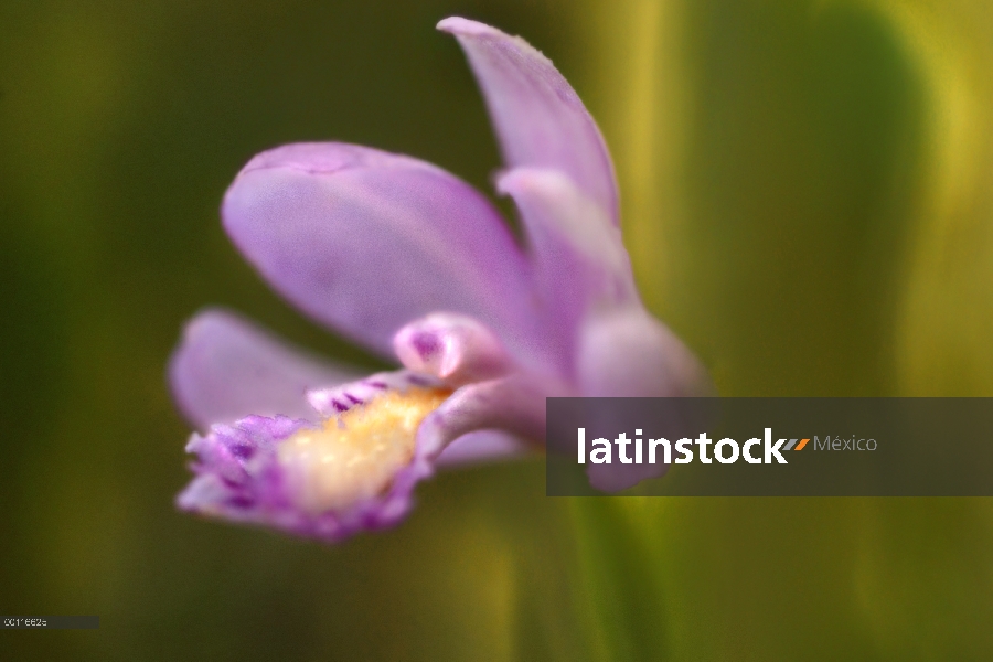 Rosa Pogonia (Pogonia ophioglossoides), Northwoods, Minnesota