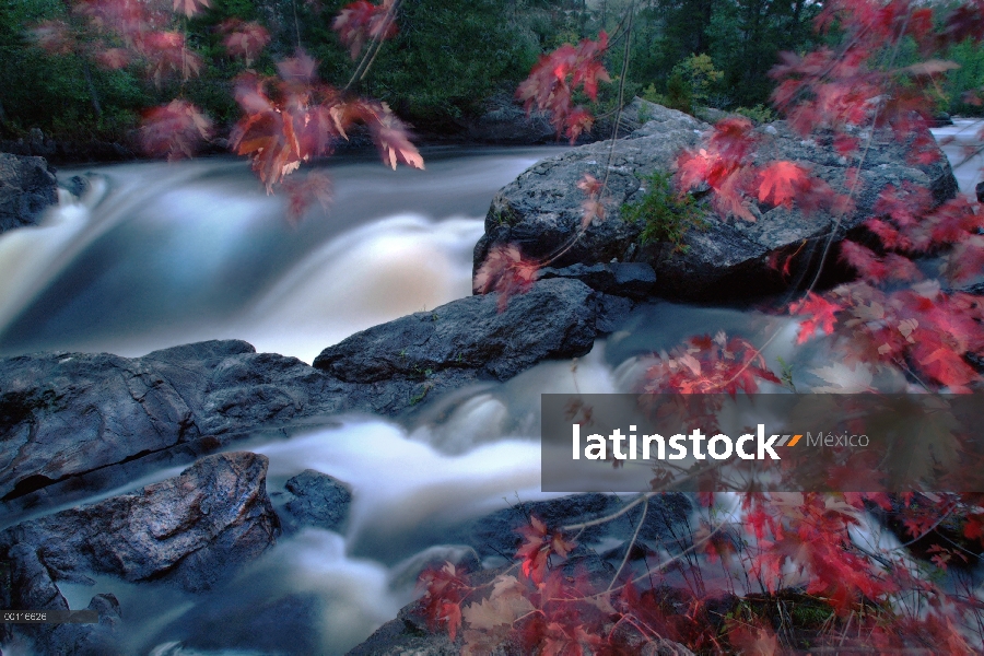 Árboles de Arce azucarero (Acer saccharum) en colores otoñales, bermellón cataratas, Parque Nacional