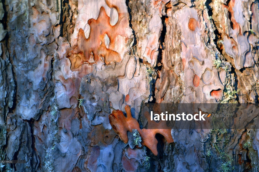 Detalle de corteza de pino rojo (resinosa de Pinus), Northwoods, Minnesota