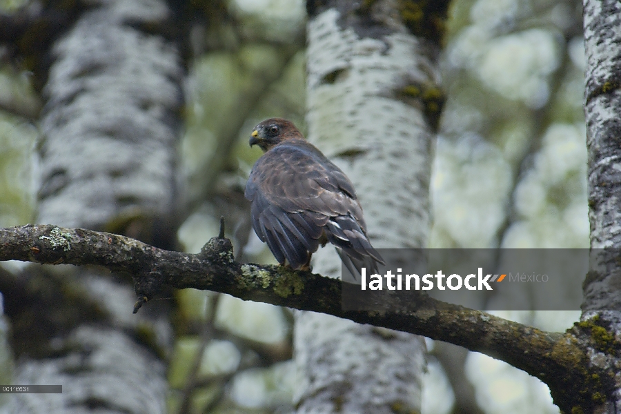 Amplio – alas Hawk (Buteo platypterus) posado en la rama en el bosque, Minnesota