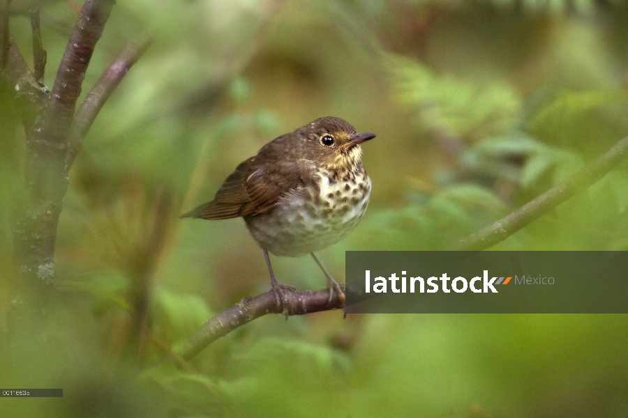 Swainson de Thrush (Catharus ustulatus) en Northwoods, Minnesota