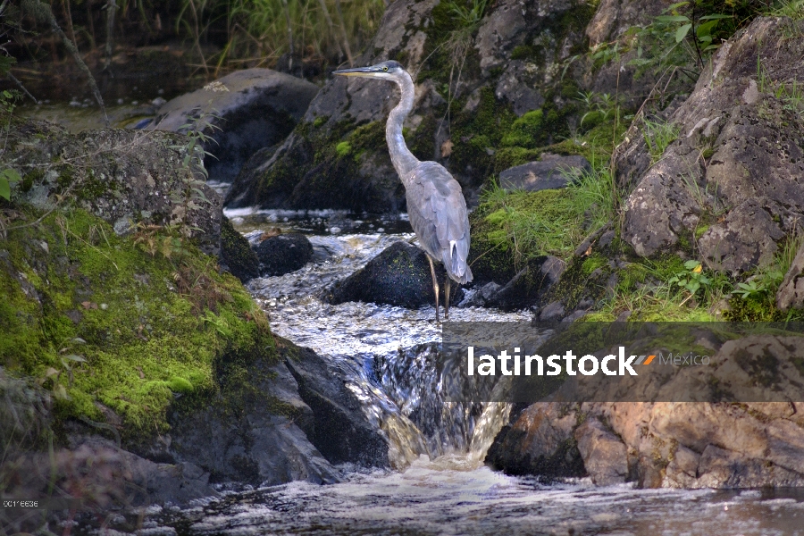 Great Blue Heron (Ardea herodias) en el Cala de Judd, Northwoods, Minnesota