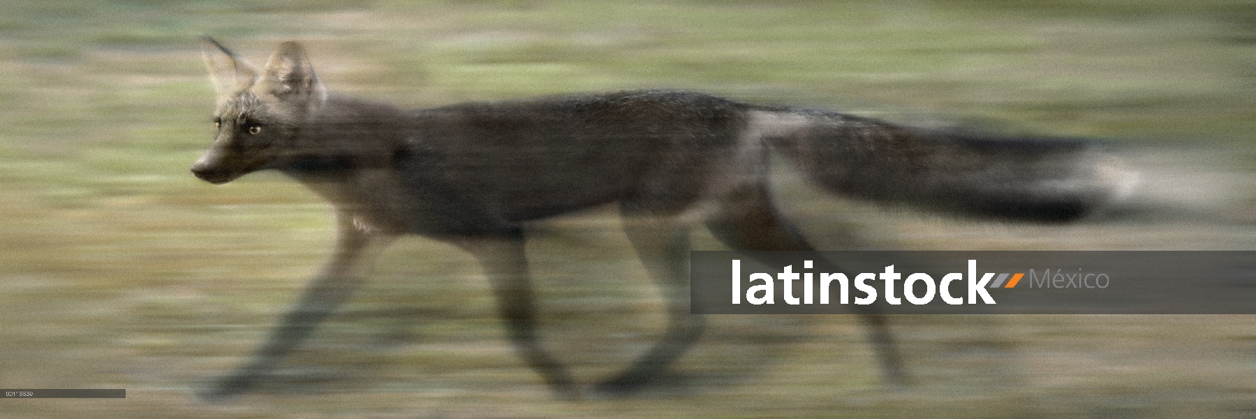 Zorro rojo (Vulpes vulpes) en el cambio de fase de la capa en ejecución, Northwoods, Minnesota