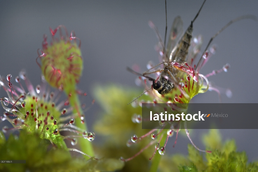 Planta atrapamoscas (Drosera sp) con mosquito atrapado, Northwoods, Minnesota