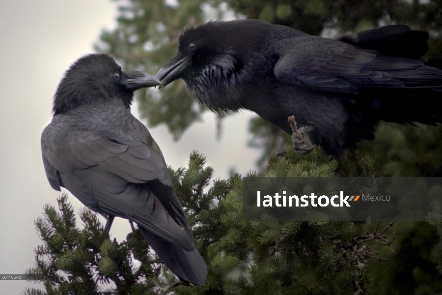 Par de cuervo (Corvus corax) común en los Northwoods, Minnesota