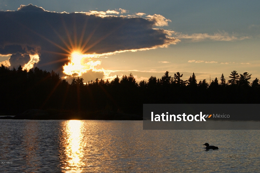 Común Loon (Gavia immer) en el lago al atardecer, Northwoods, Minnesota